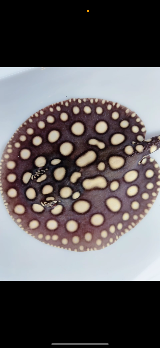 Freshwater stingray black diamond male 7inch