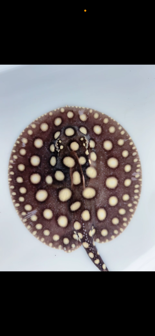 Freshwater stingray black diamond female 6inch