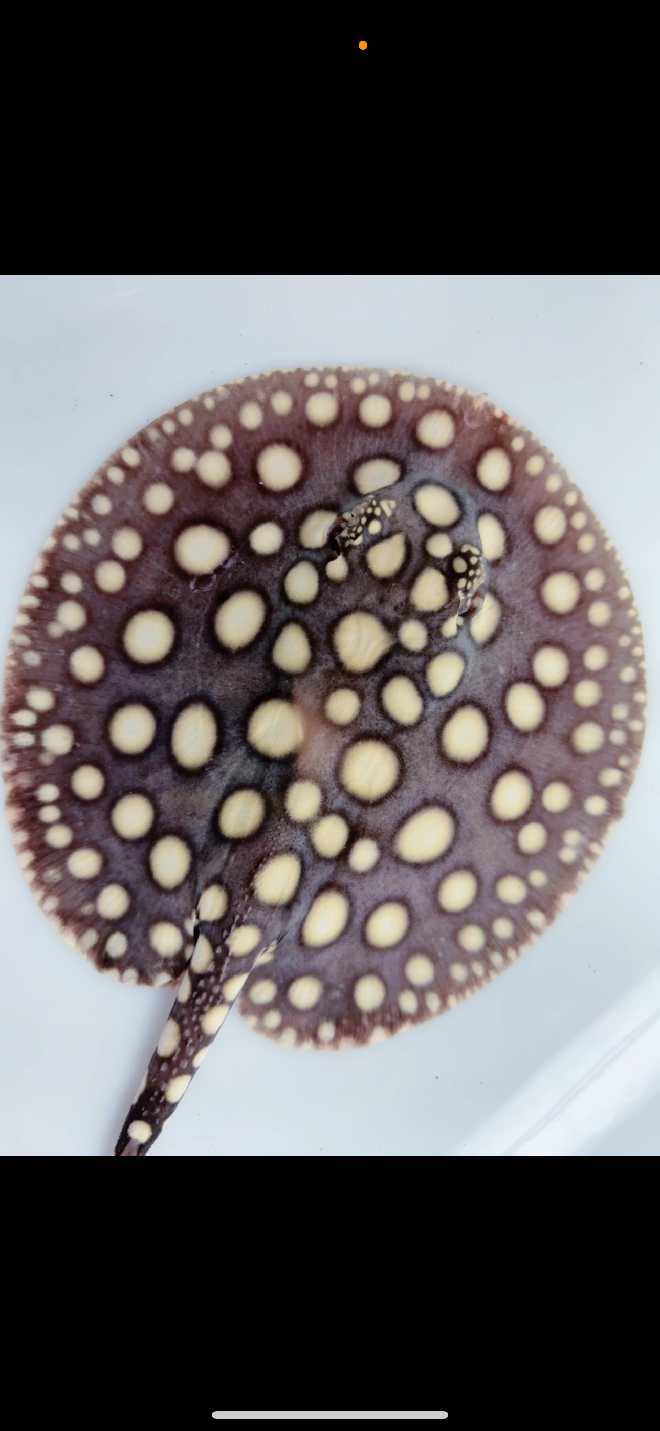 Freshwater stingray black diamond male 6inch