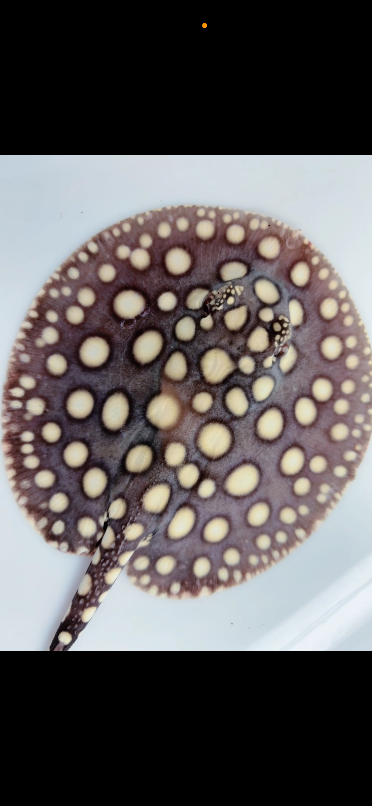 Freshwater stingray black diamond male 6inch