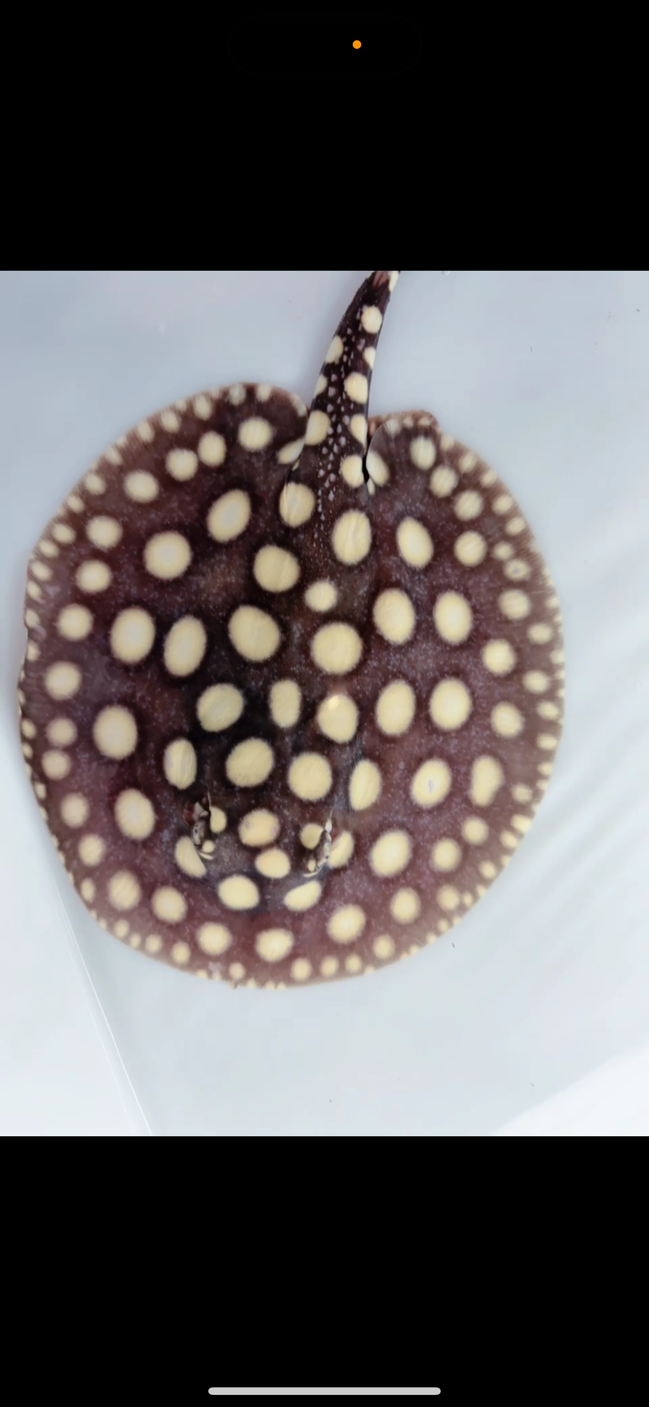 Freshwater stingray black diamond male 6inch