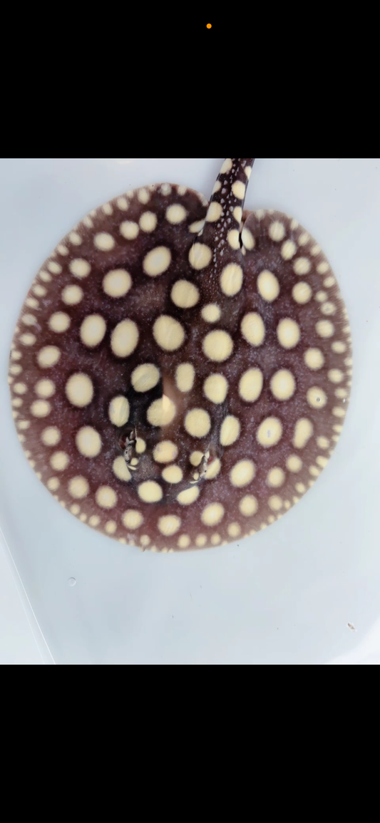Freshwater stingray black diamond male 6inch