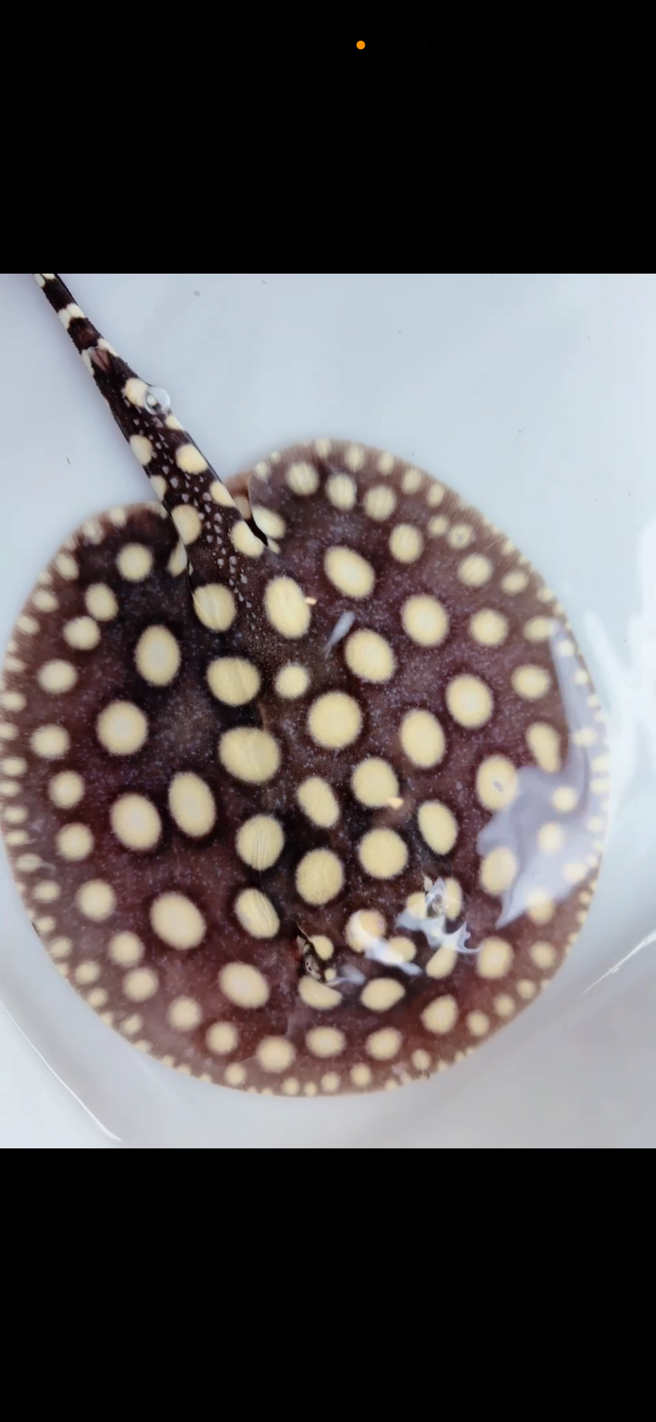 Freshwater stingray black diamond male 6inch