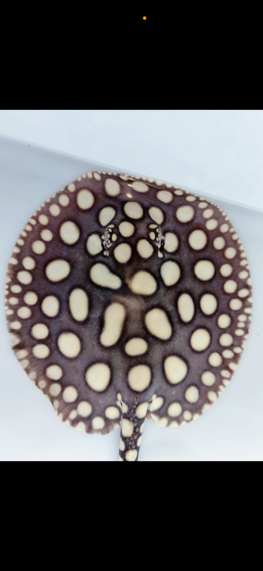 Freshwater stingray black diamond male 7inch
