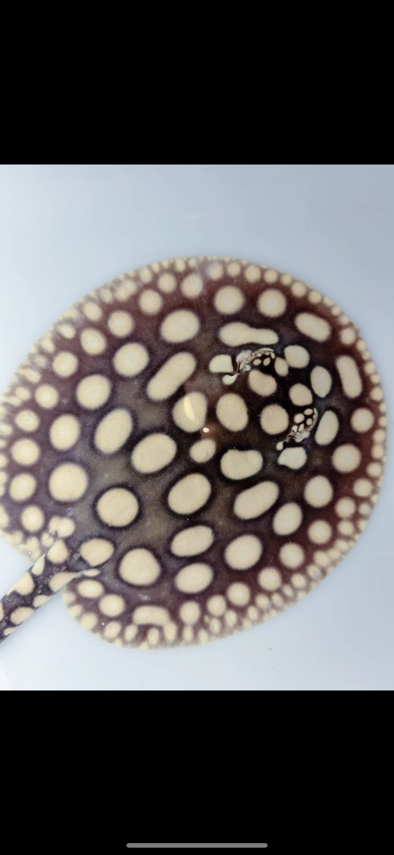 Freshwater stingray black diamond male