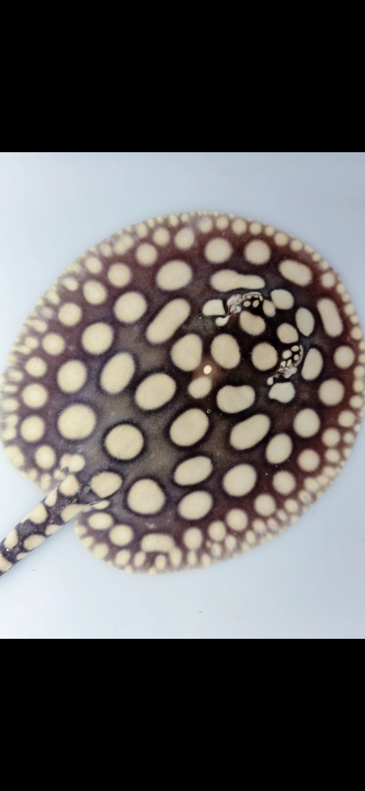 Freshwater stingray black diamond male