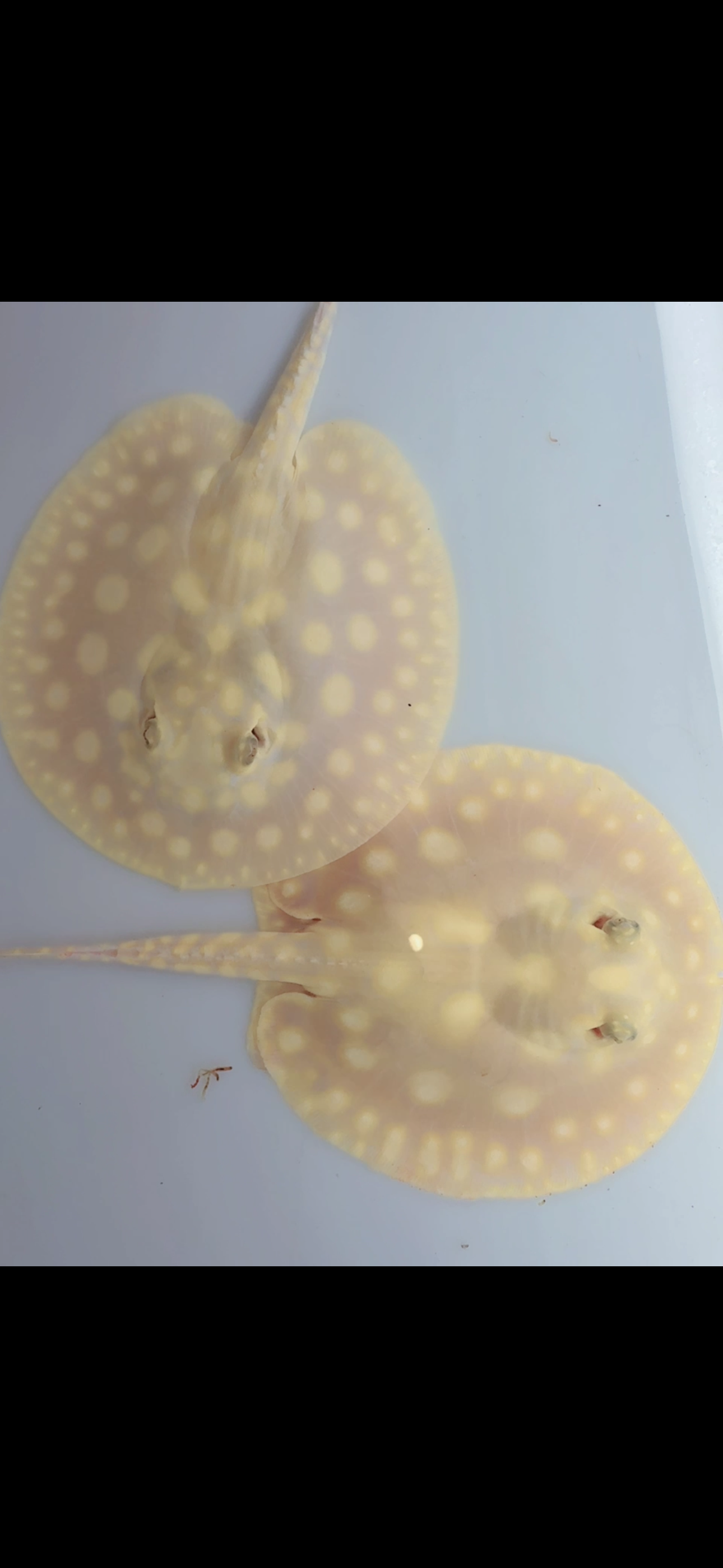 Freshwater stingray albino Leo pair