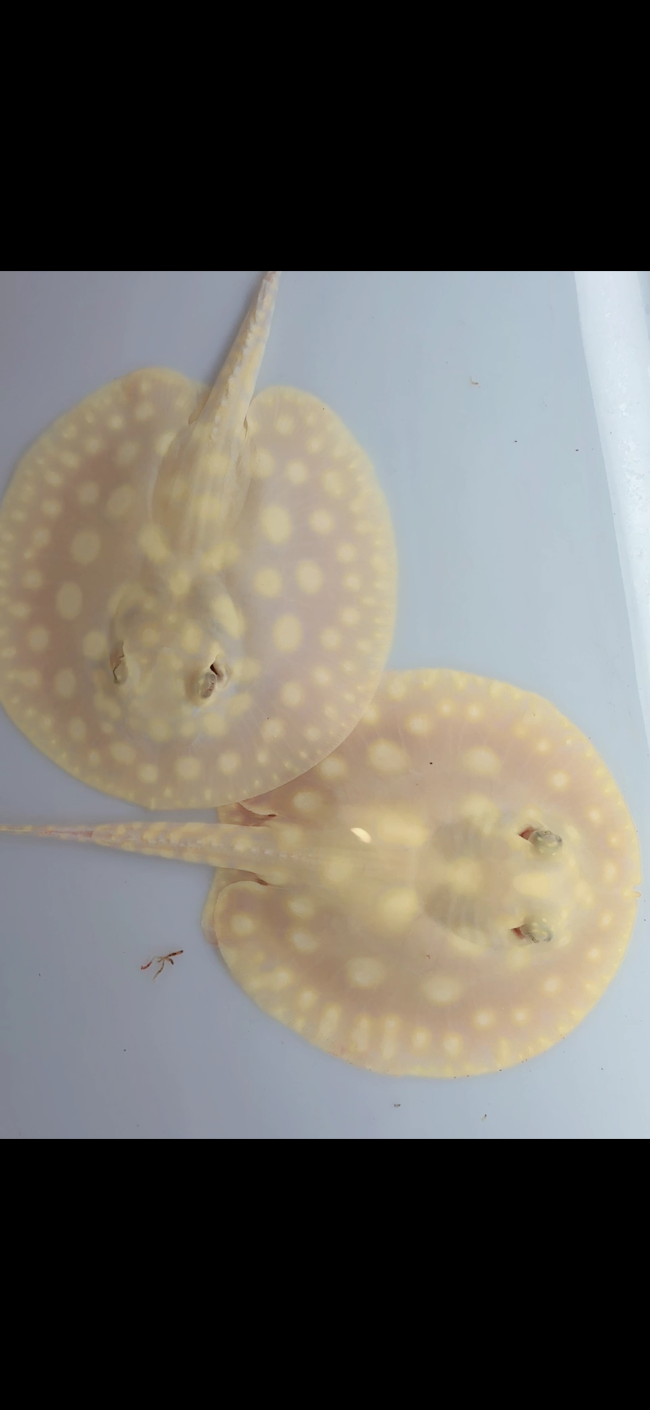 Freshwater stingray albino Leo pair
