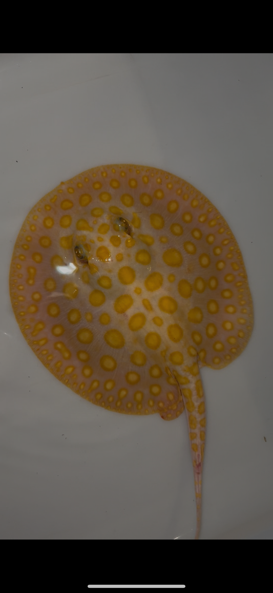 Freshwater stingray black diamond hybrid male 7inch