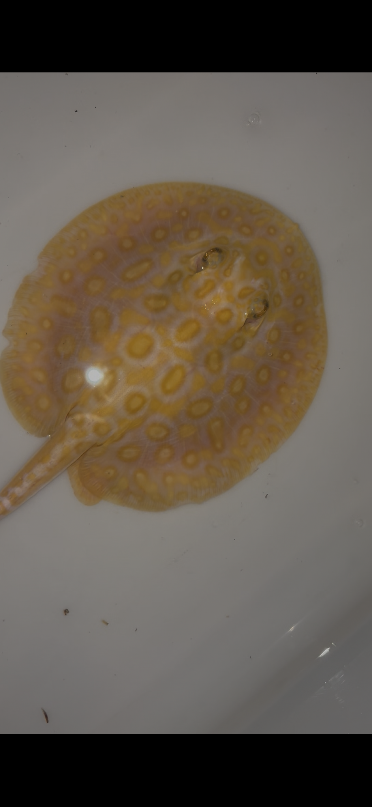 Freshwater stingray black diamond hybrid male 6inch