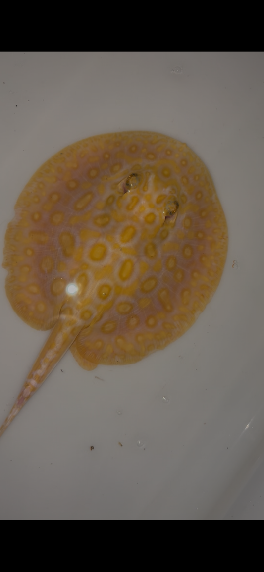 Freshwater stingray black diamond hybrid male 6inch