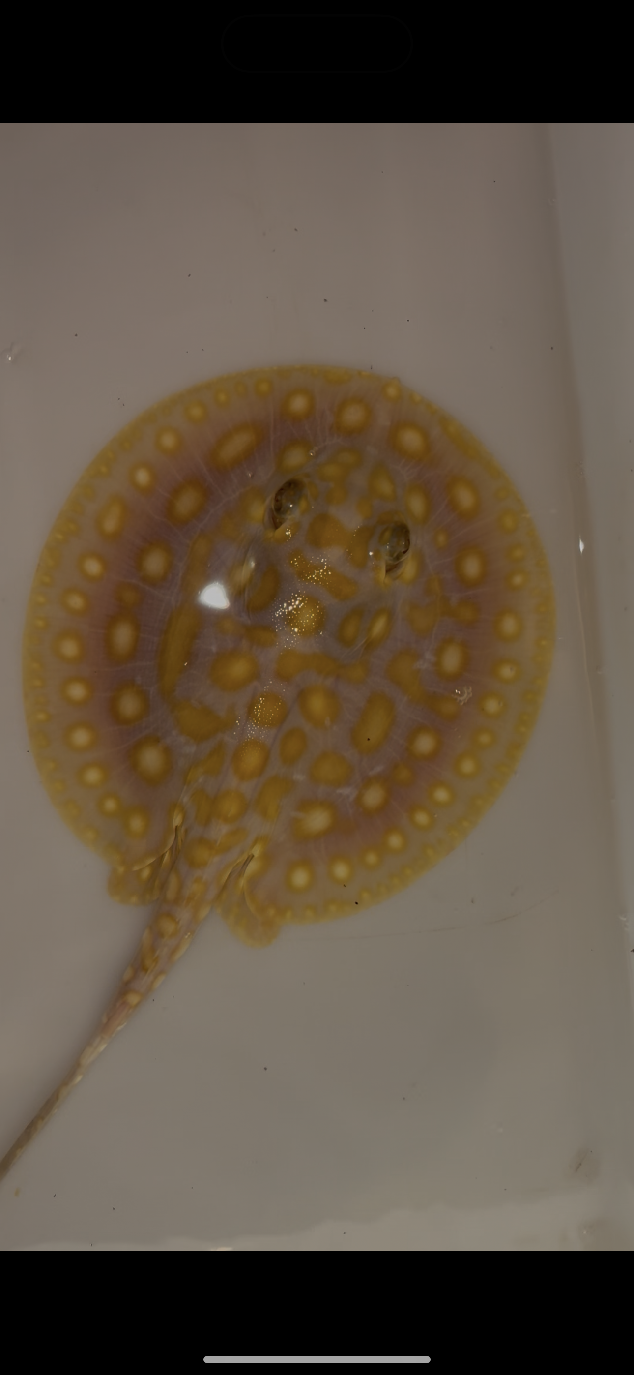 Freshwater stingray Key diamond redbase albino female 5inch
