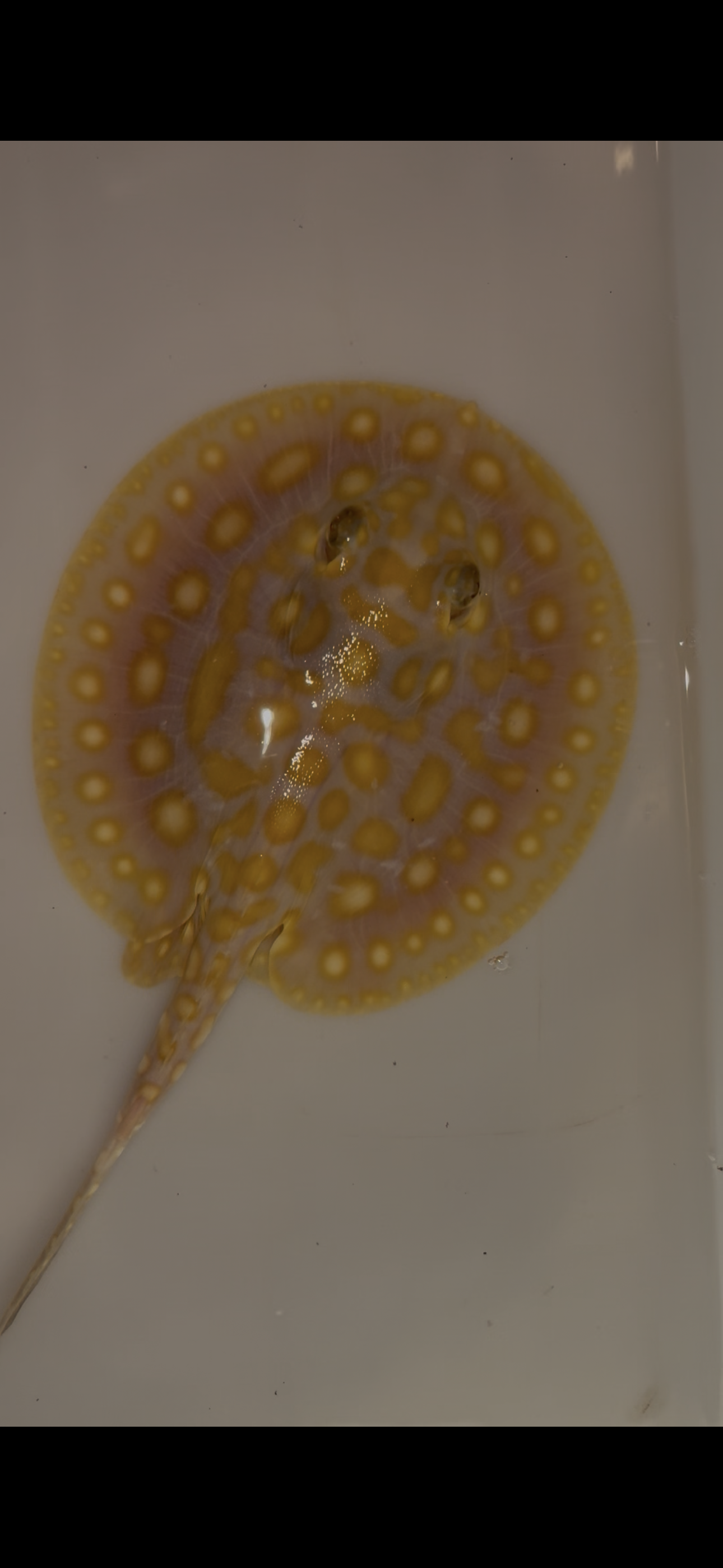 Freshwater stingray Key diamond redbase albino female 5inch