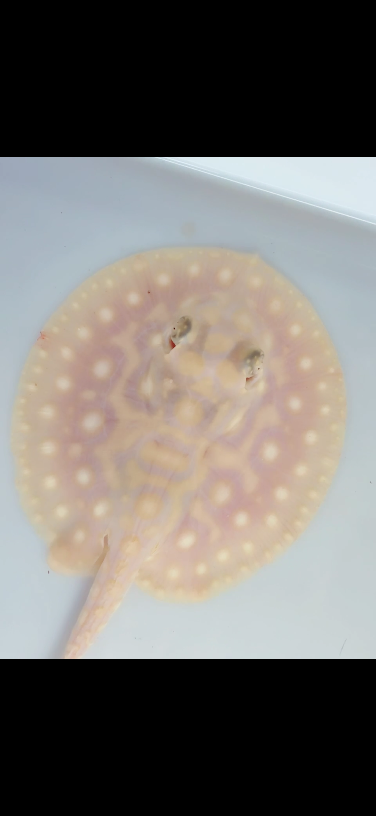 Freshwater stingray Key diamond redbase albino female 4inch