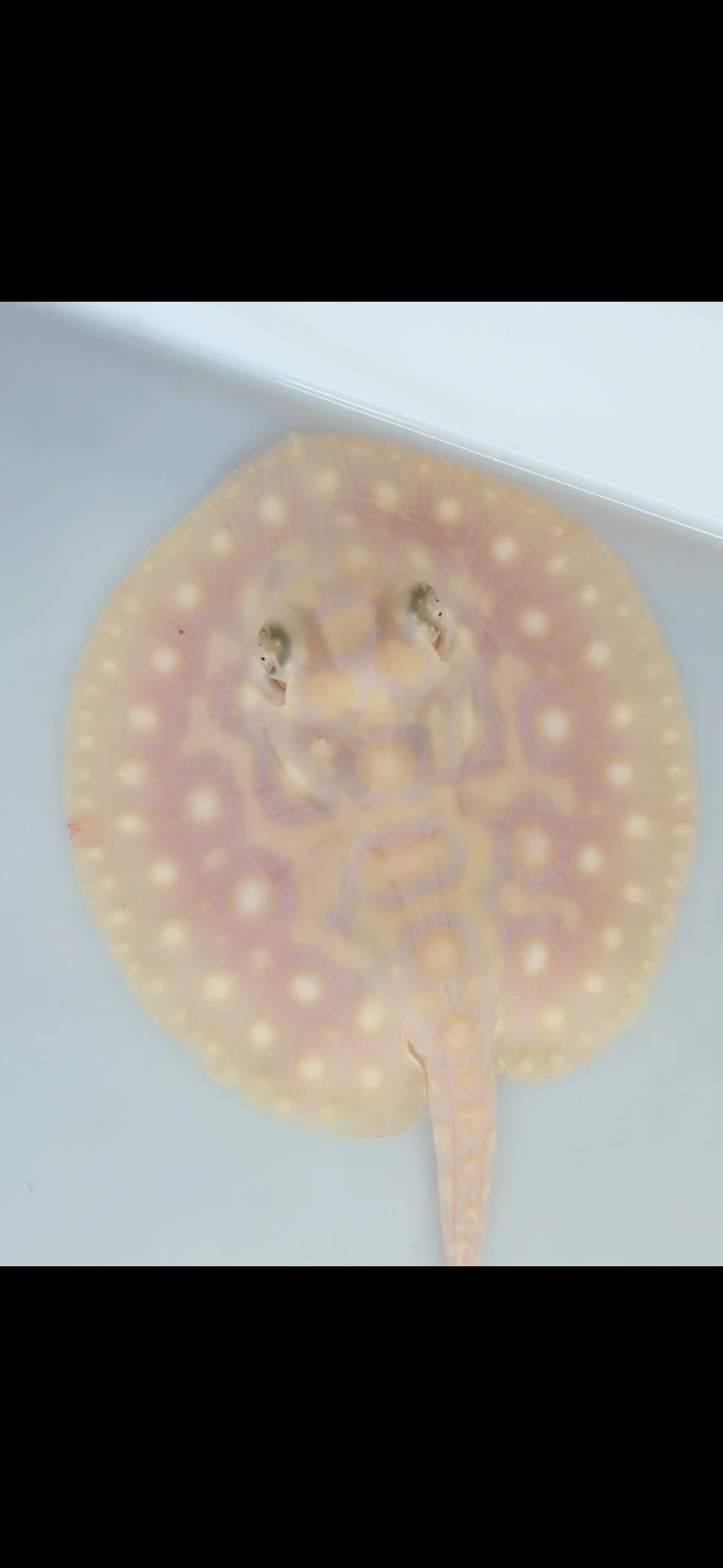 Freshwater stingray Key diamond redbase albino female 4inch