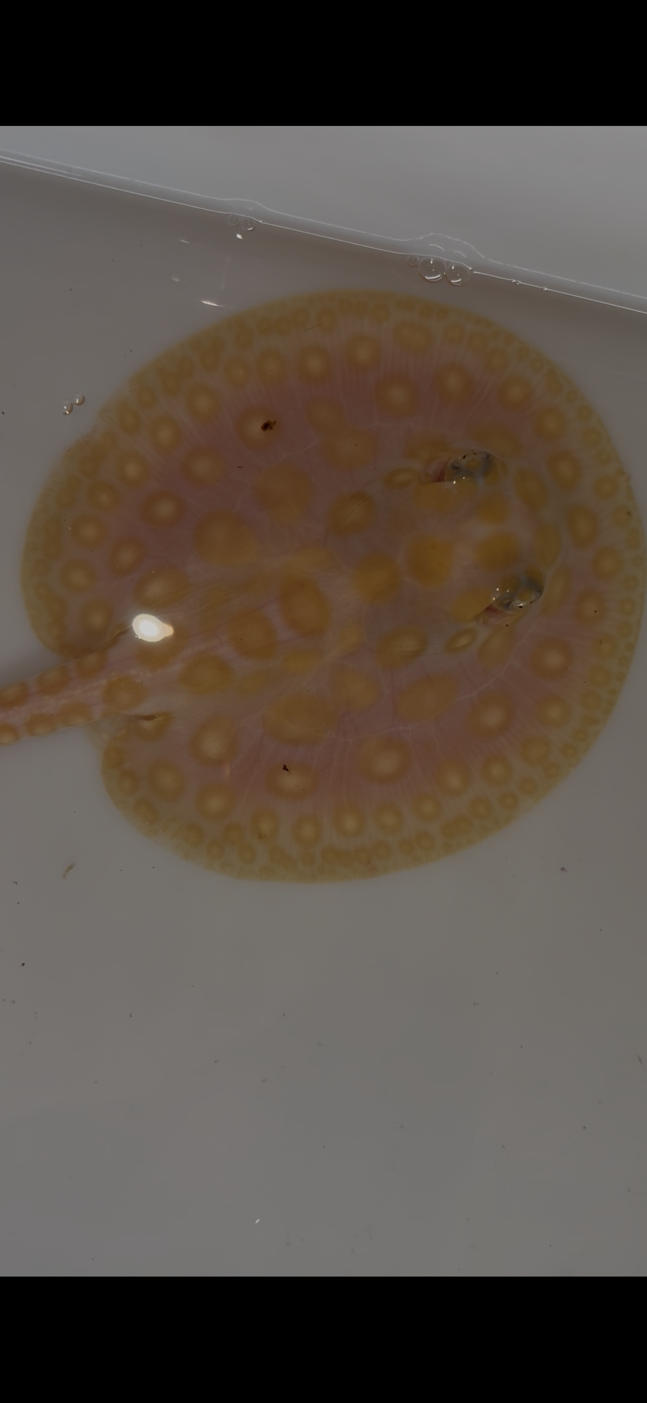 Freshwater stingray black diamond hybrid female 4inch