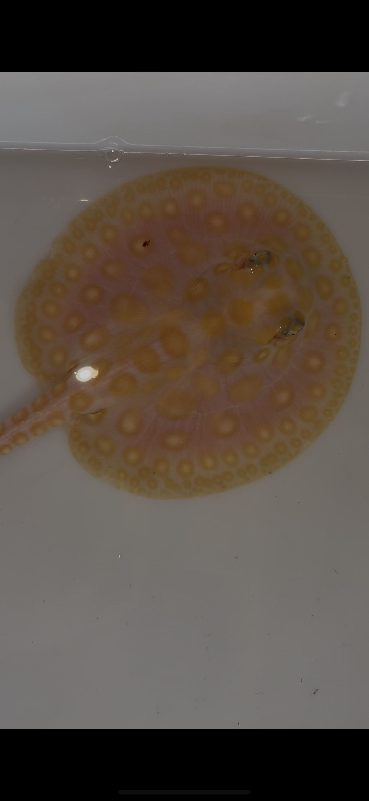 Freshwater stingray black diamond hybrid female 4inch