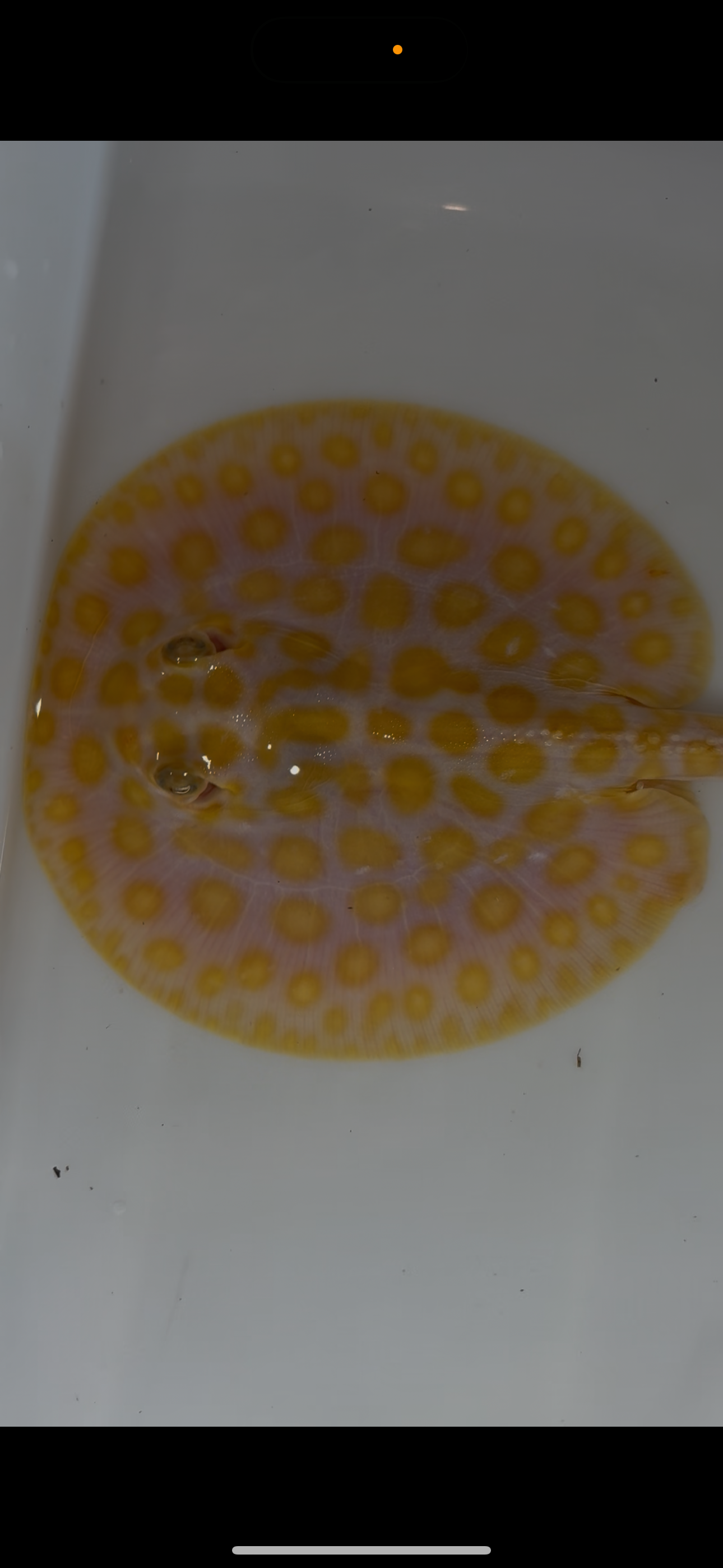 Freshwater stingray black diamond hybrid male 6inch