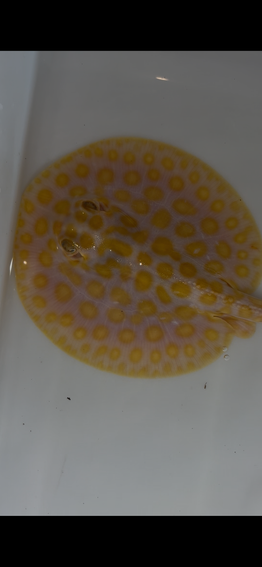 Freshwater stingray black diamond hybrid male 6inch