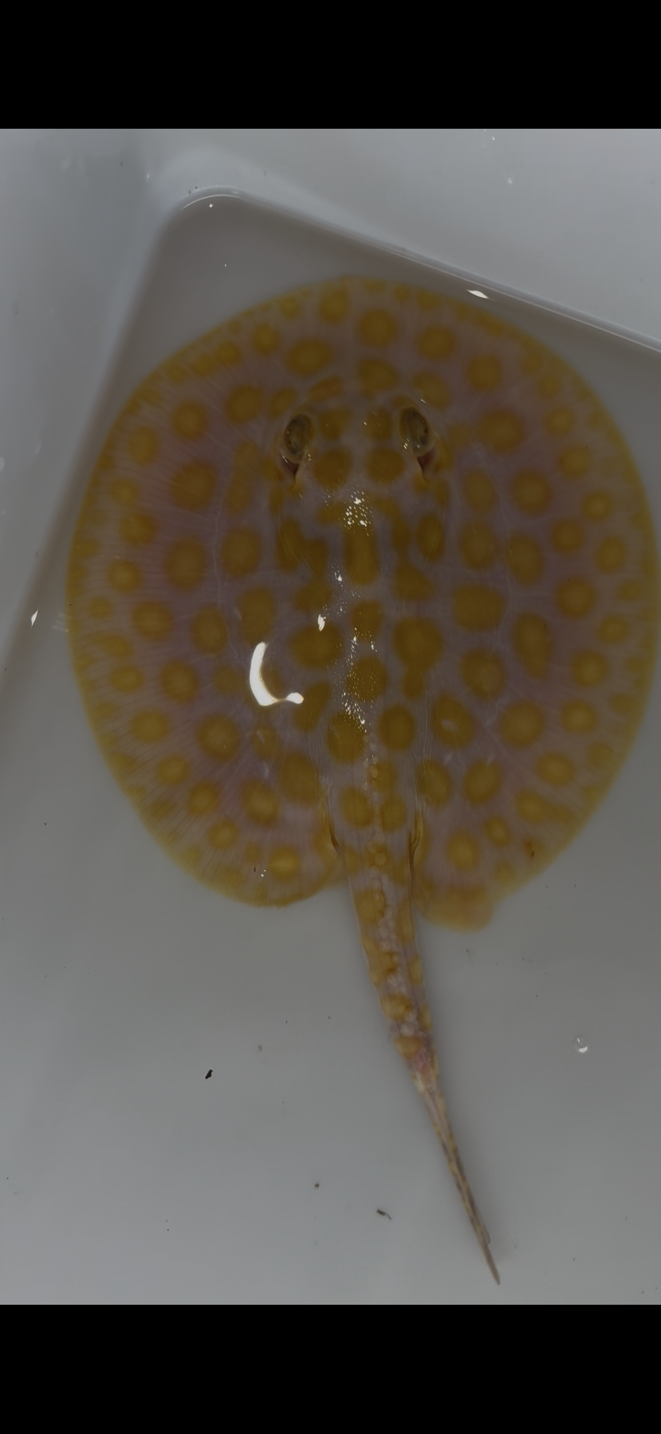 Freshwater stingray black diamond hybrid male 6inch