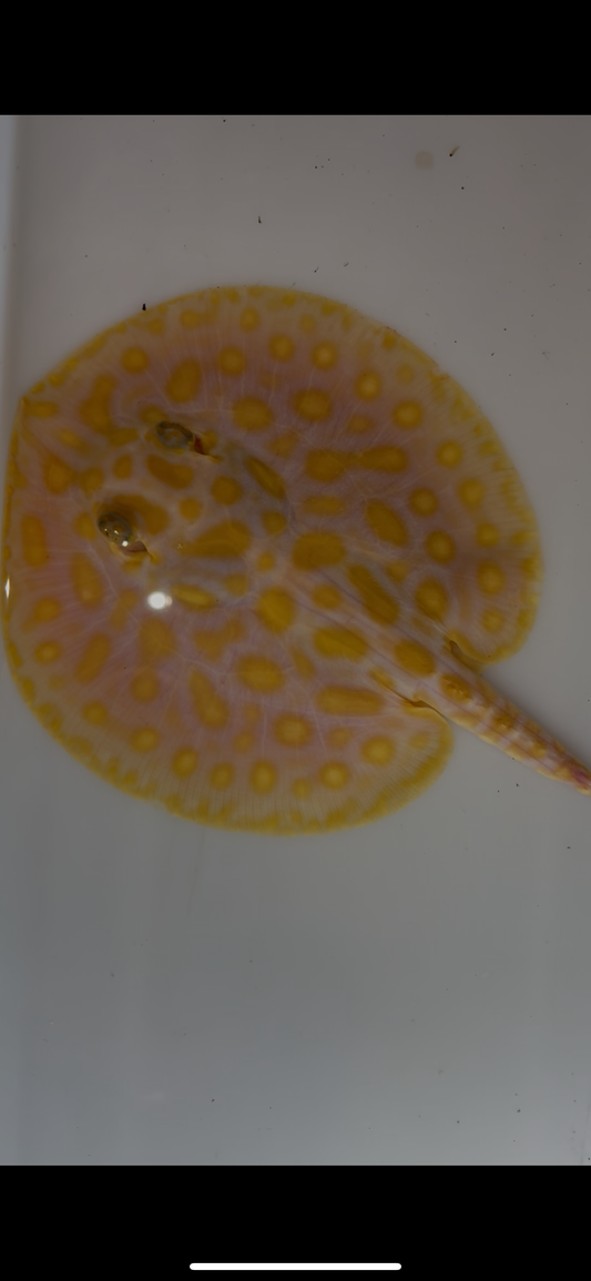 Freshwater stingray redbase leucistic key albino male 6inch