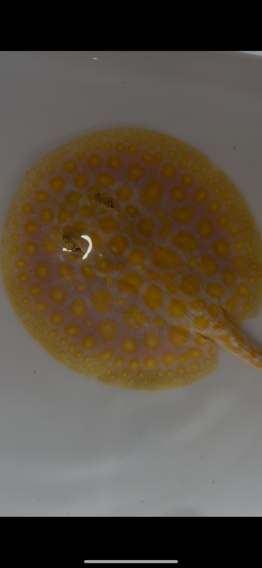 Freshwater stingray black diamond hybrid female 6inch