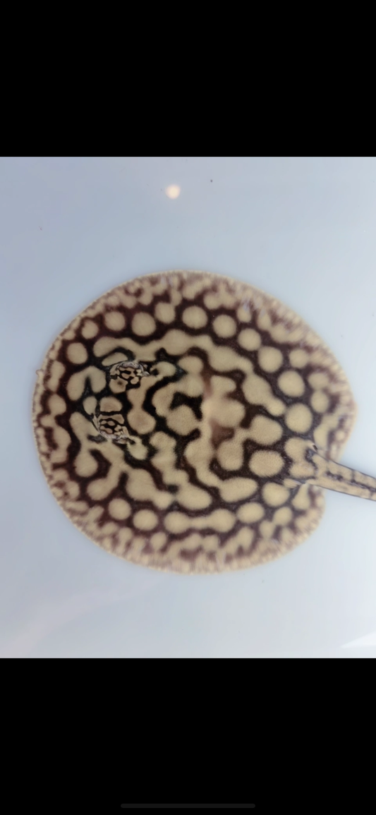 Freshwater stingray key diamond redbase het female 5inch