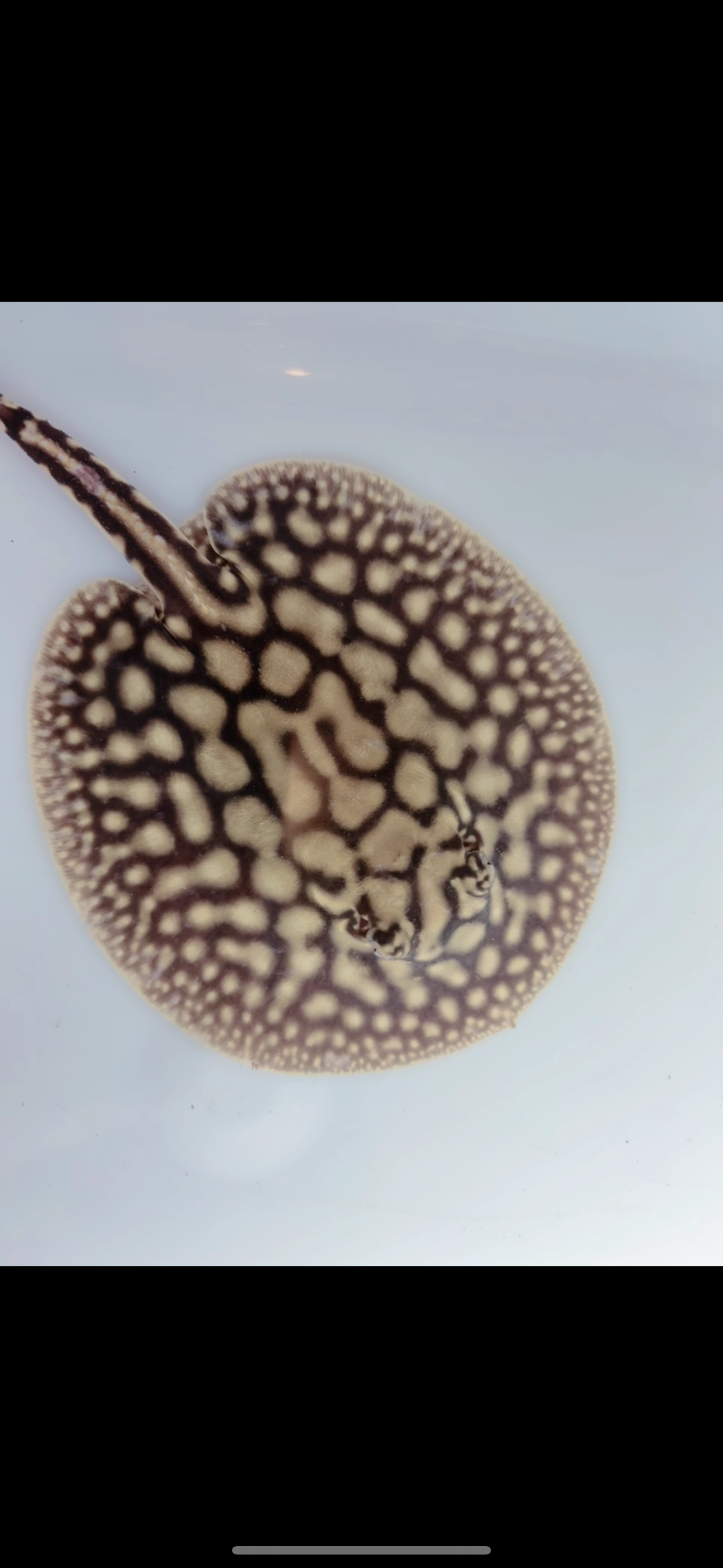 Freshwater stingray key diamond redbase het female 5inch