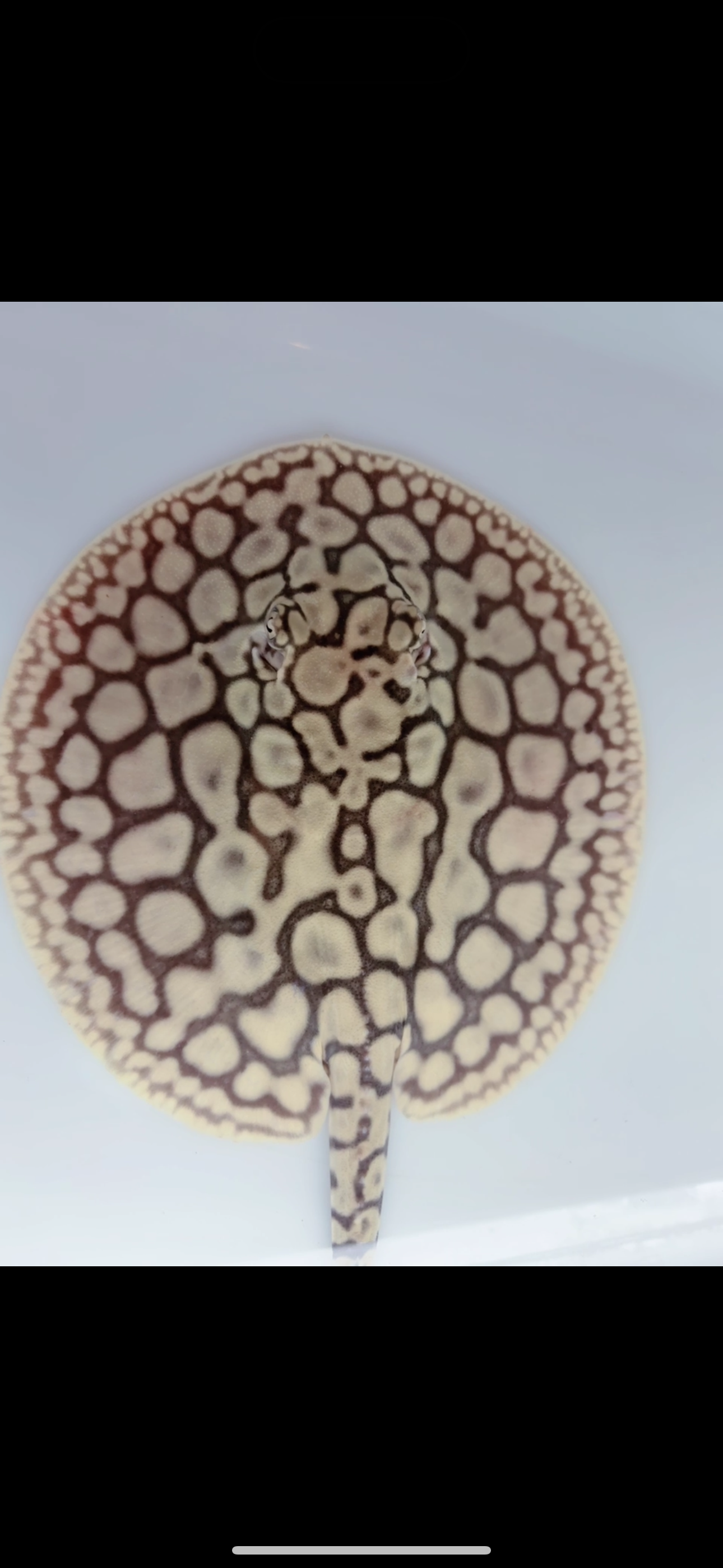 Freshwater stingray key diamond  het male 6inch