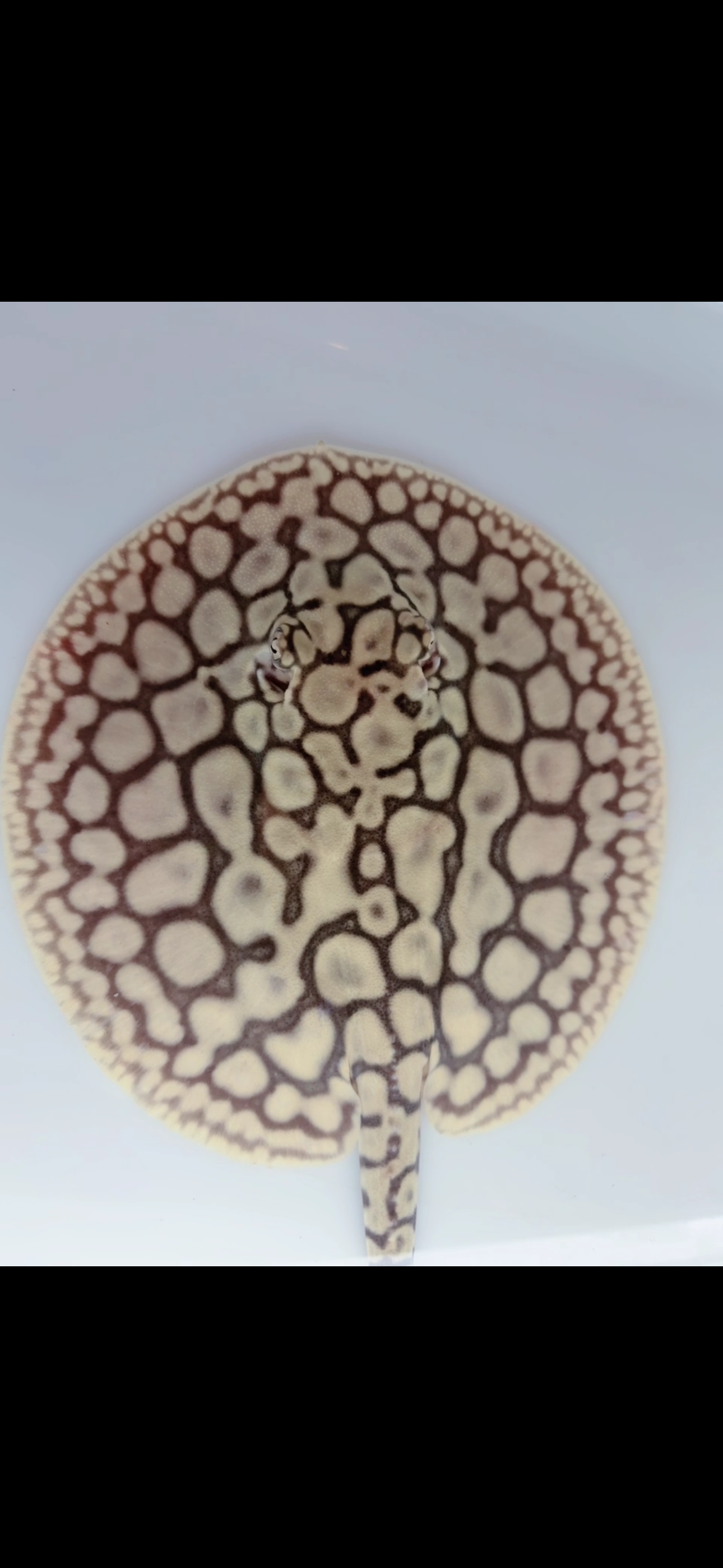 Freshwater stingray key diamond  het male 6inch