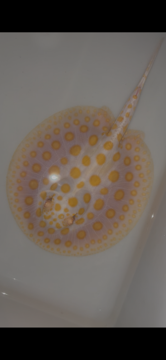 Freshwater stingray black diamond goldenbase albino with paddle tail male 6inch
