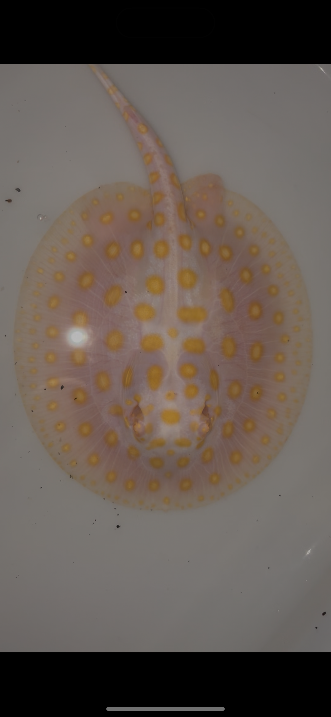 Freshwater stingray black diamond goldenbase albino with paddle tail female 6inch