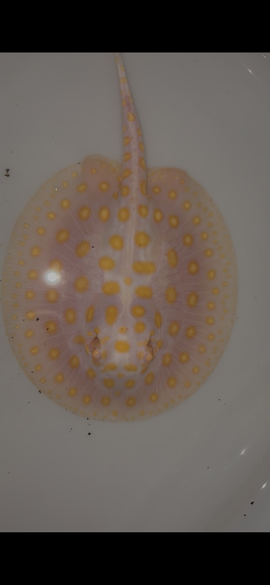 Freshwater stingray black diamond goldenbase albino with paddle tail female 6inch