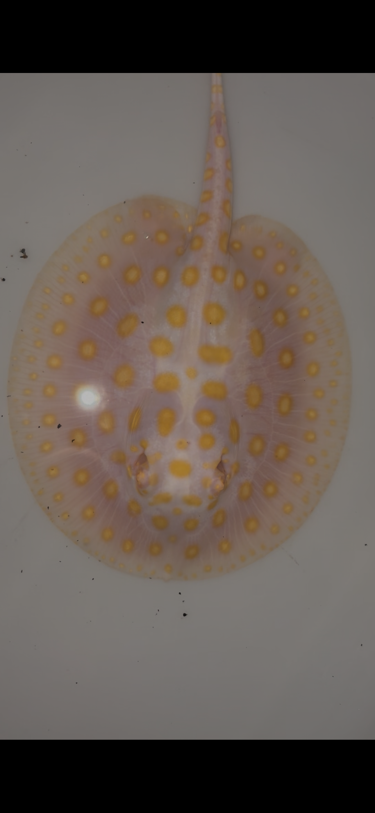 Freshwater stingray black diamond goldenbase albino with paddle tail female 6inch