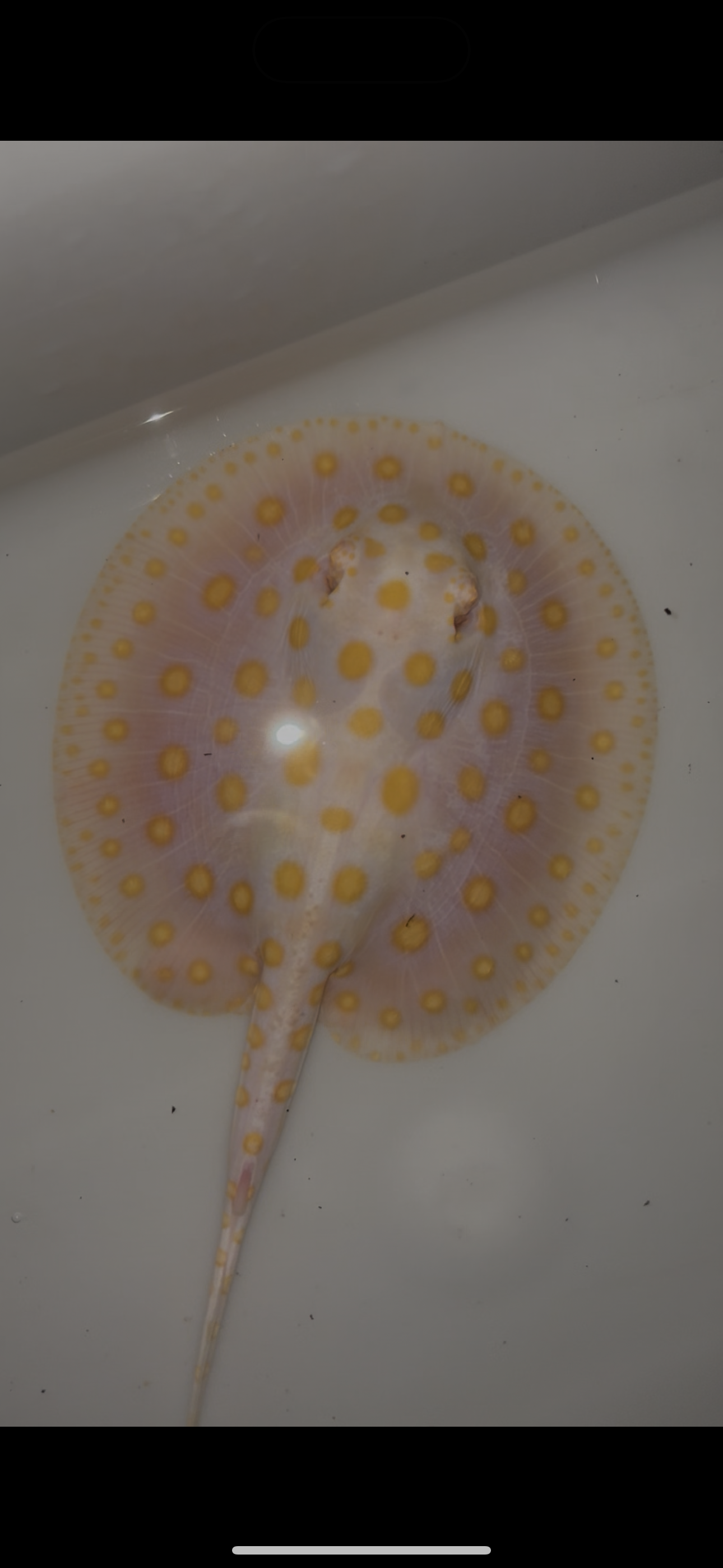 Freshwater stingray black diamond goldenbase albino with paddle tail male 6inch