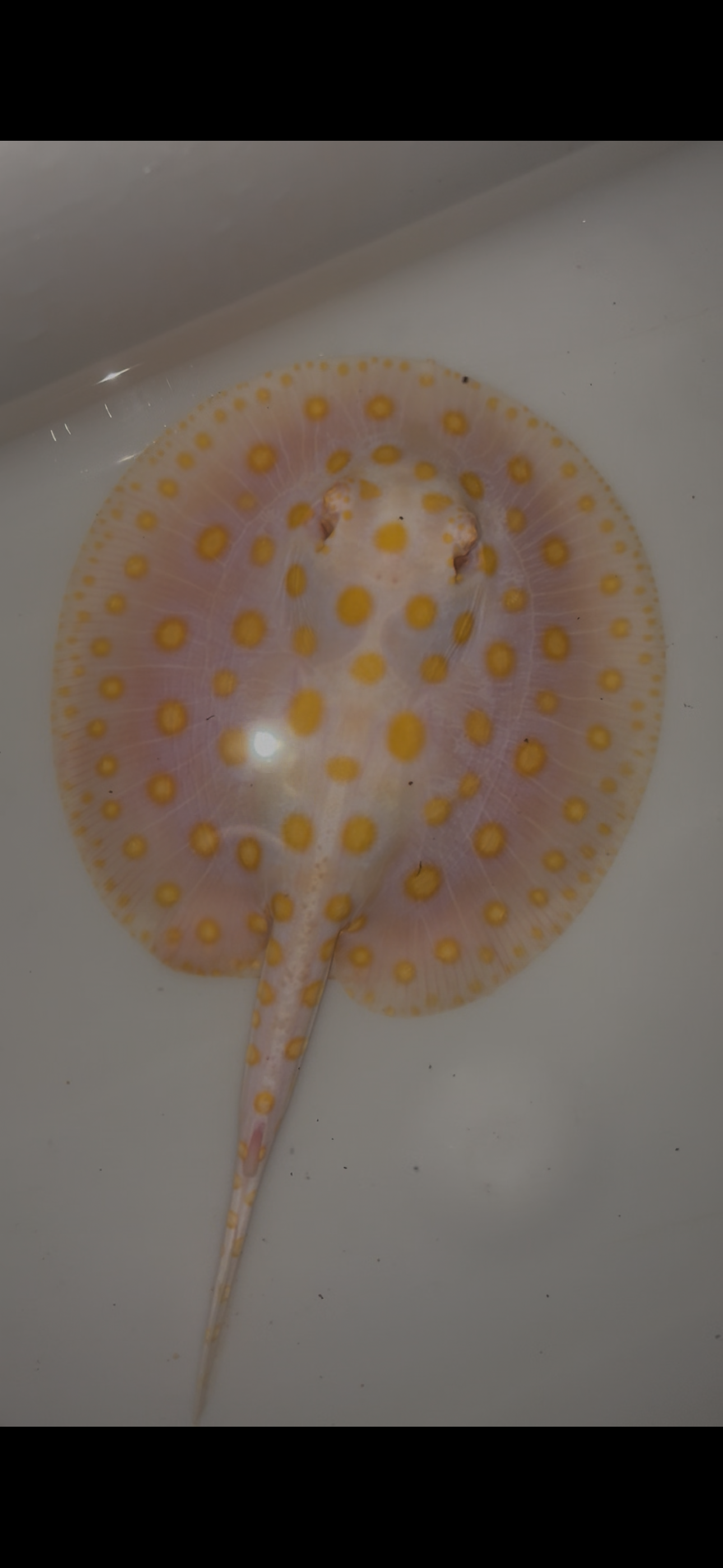 Freshwater stingray black diamond goldenbase albino with paddle tail male 6inch
