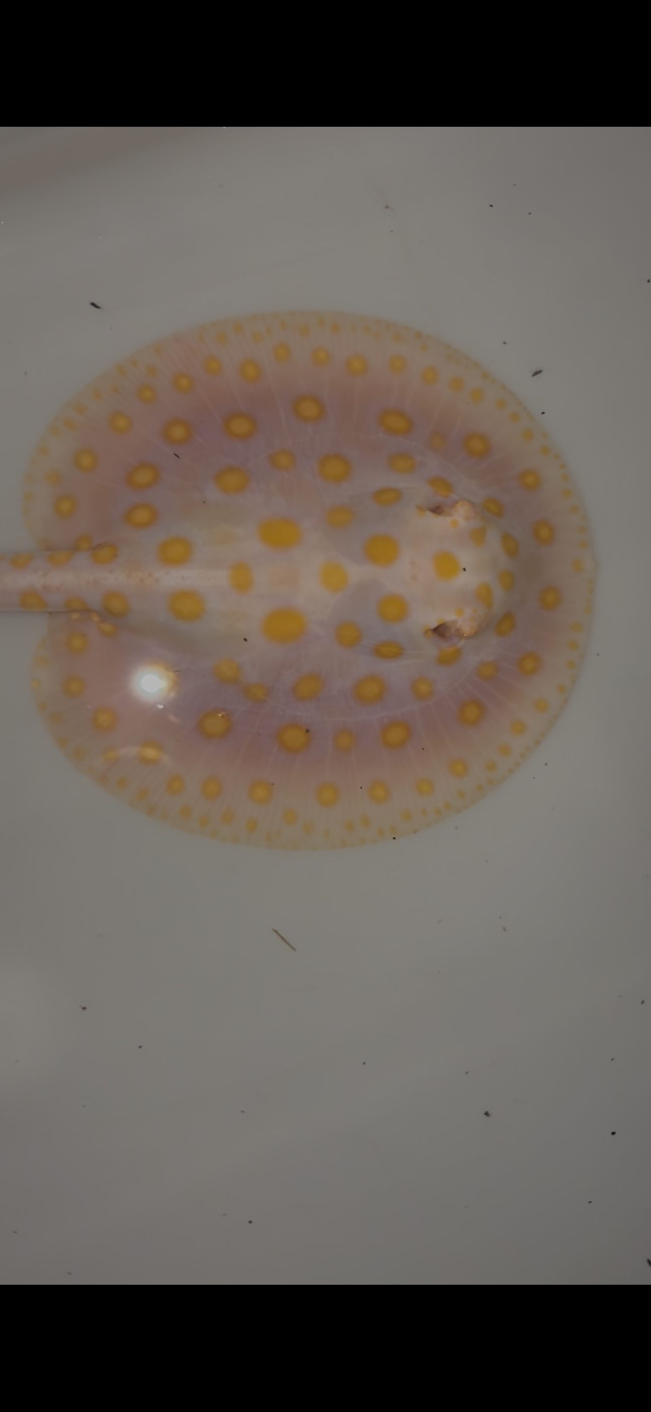 Freshwater stingray black diamond goldenbase albino with paddle tail male 6inch