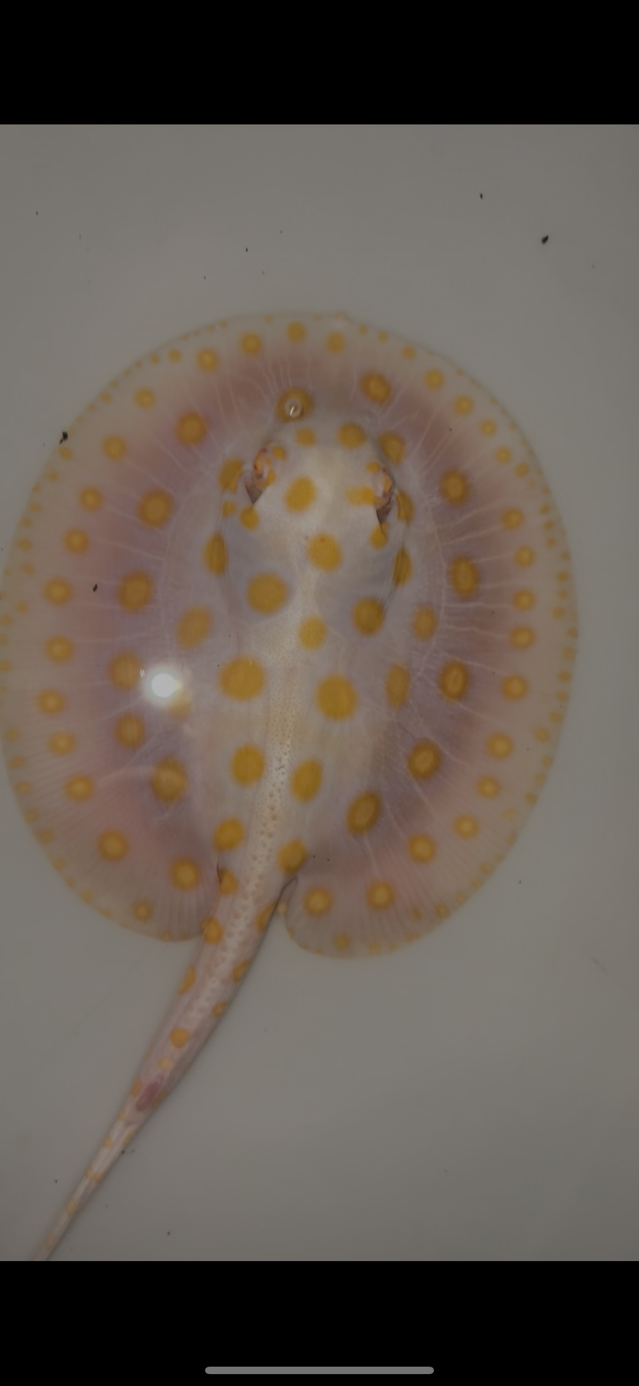 Freshwater stingray black diamond goldenbase albino with paddle tail male 6inch