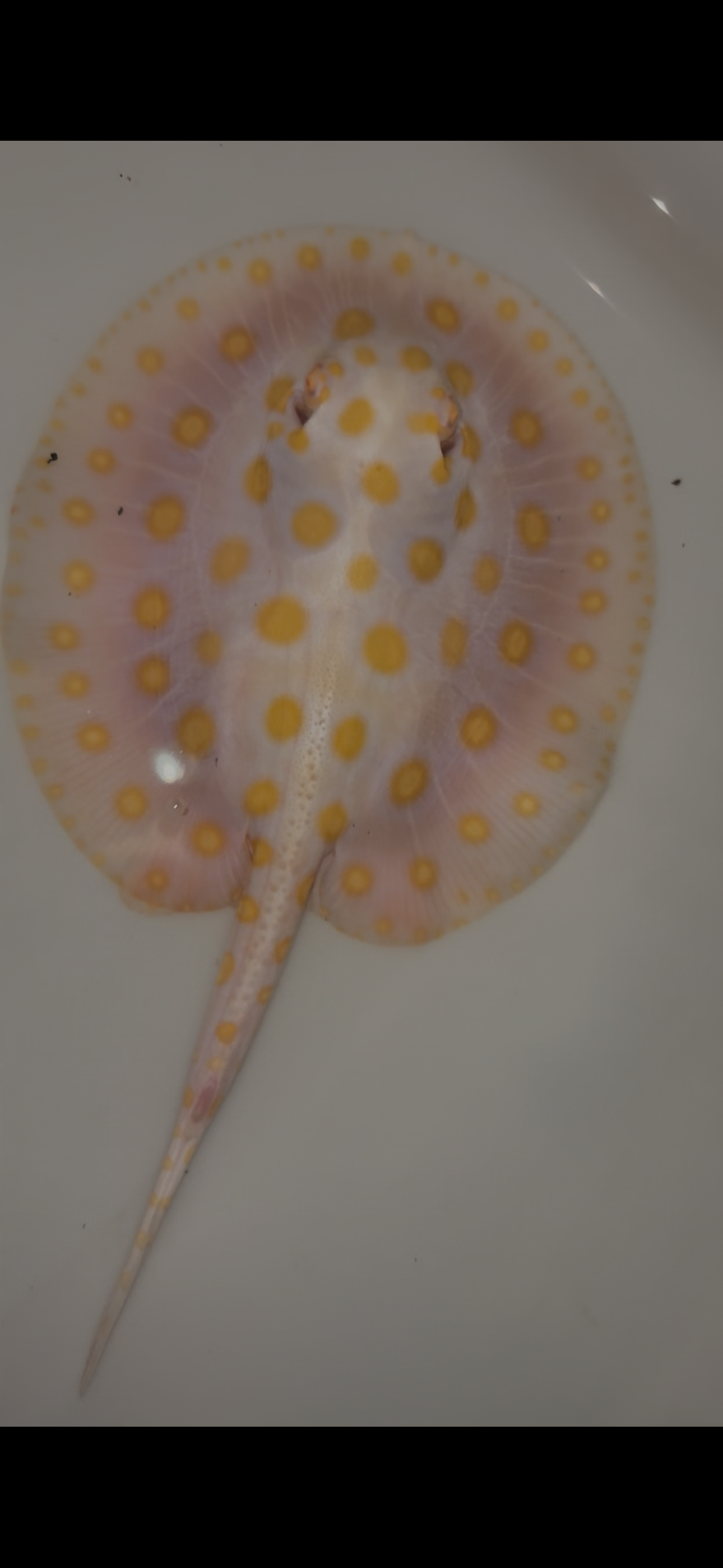 Freshwater stingray black diamond goldenbase albino with paddle tail male 6inch