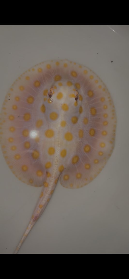 Freshwater stingray black diamond goldenbase albino with paddle tail male 6inch