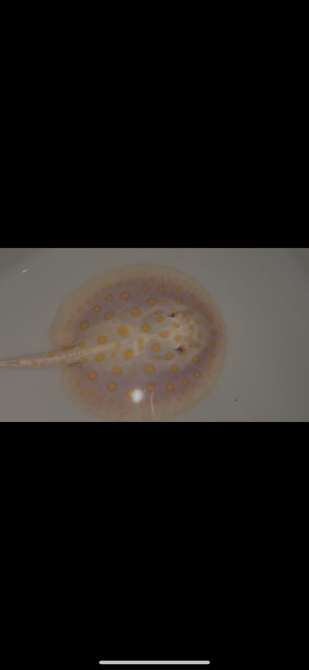 Freshwater stingray black diamond goldenbase albino with paddle tail female 6inch
