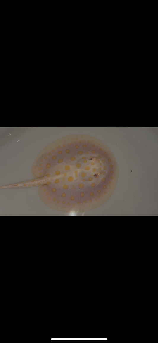 Freshwater stingray black diamond goldenbase albino with paddle tail female 6inch