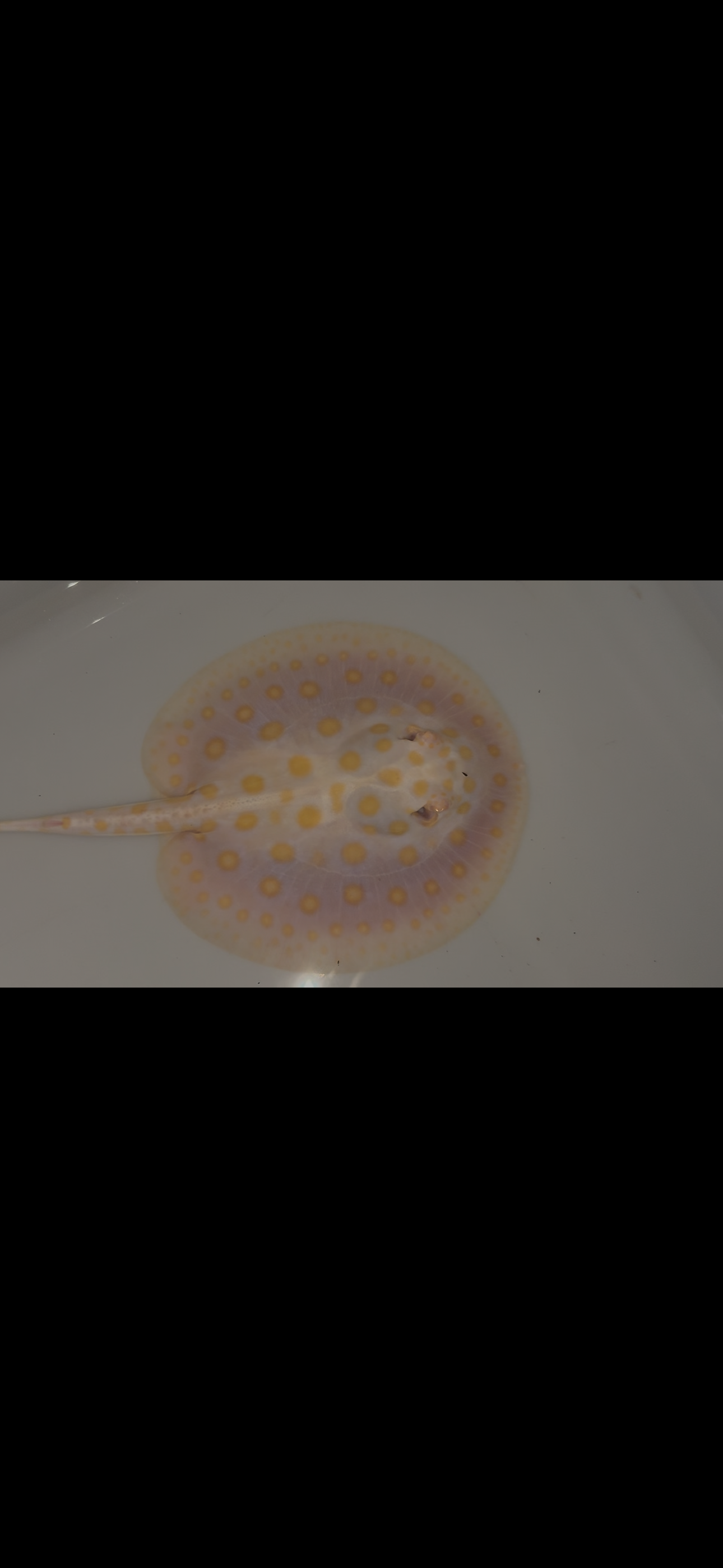 Freshwater stingray black diamond goldenbase albino with paddle tail female 6inch