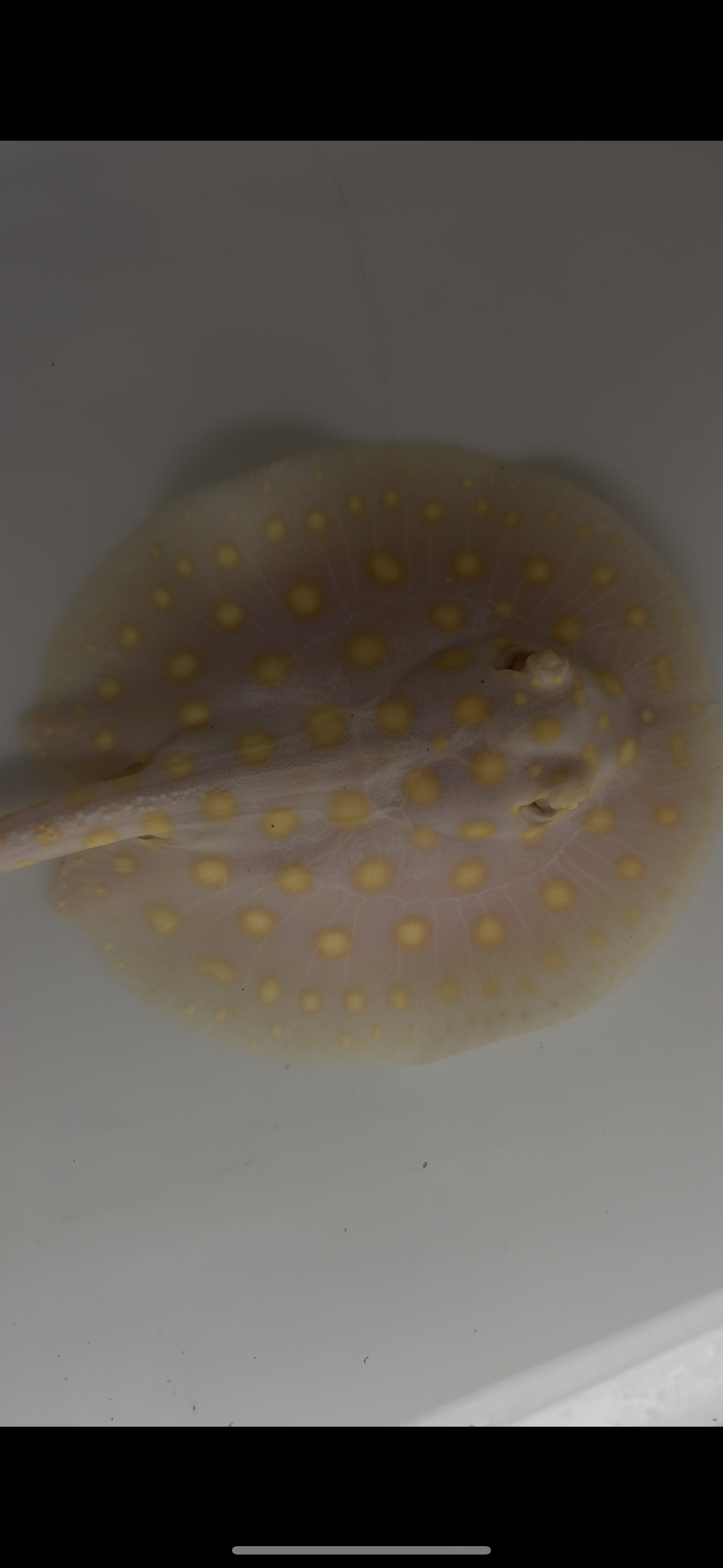 Freshwater stingray black diamond goldenbase albino with paddle tail male 6inch