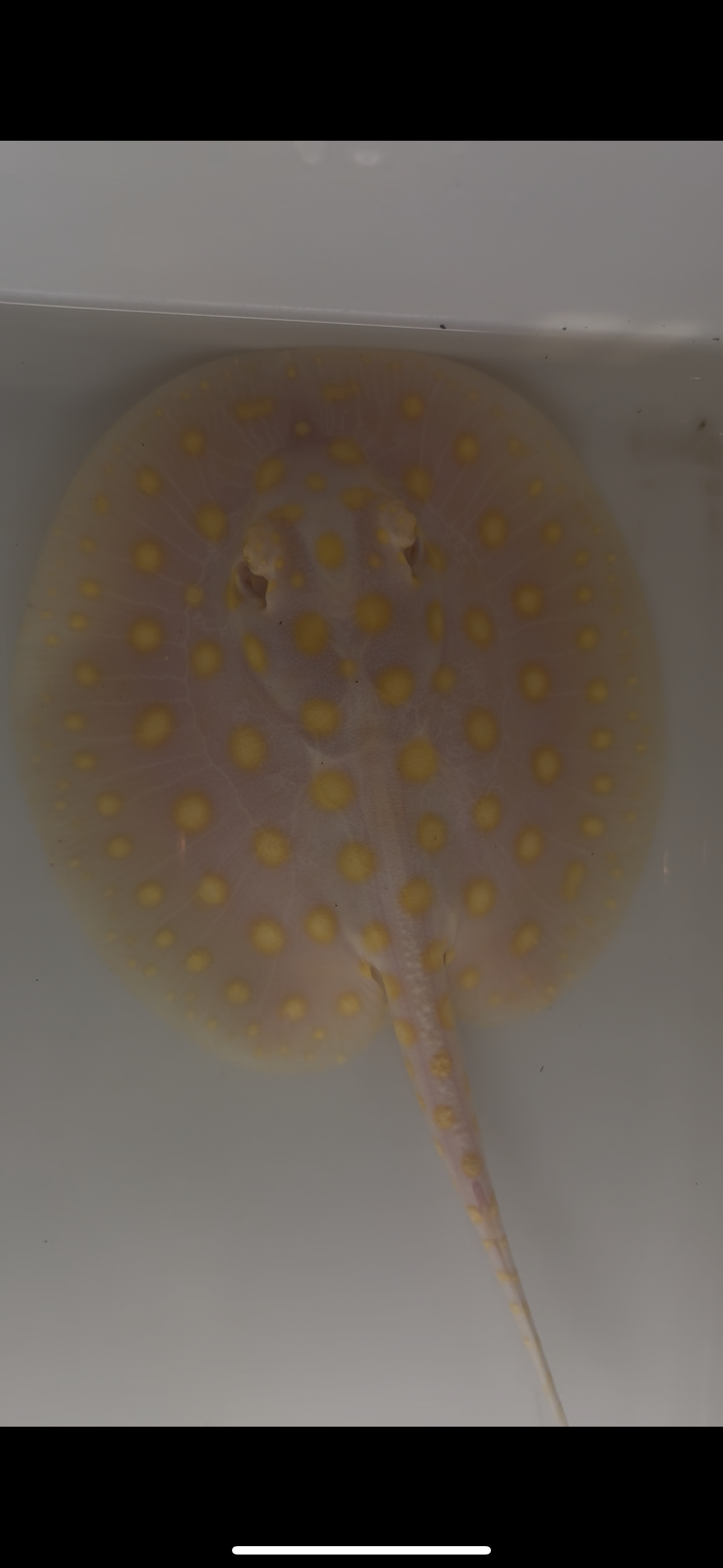 Freshwater stingray black diamond goldenbase albino with paddle tail male 6inch