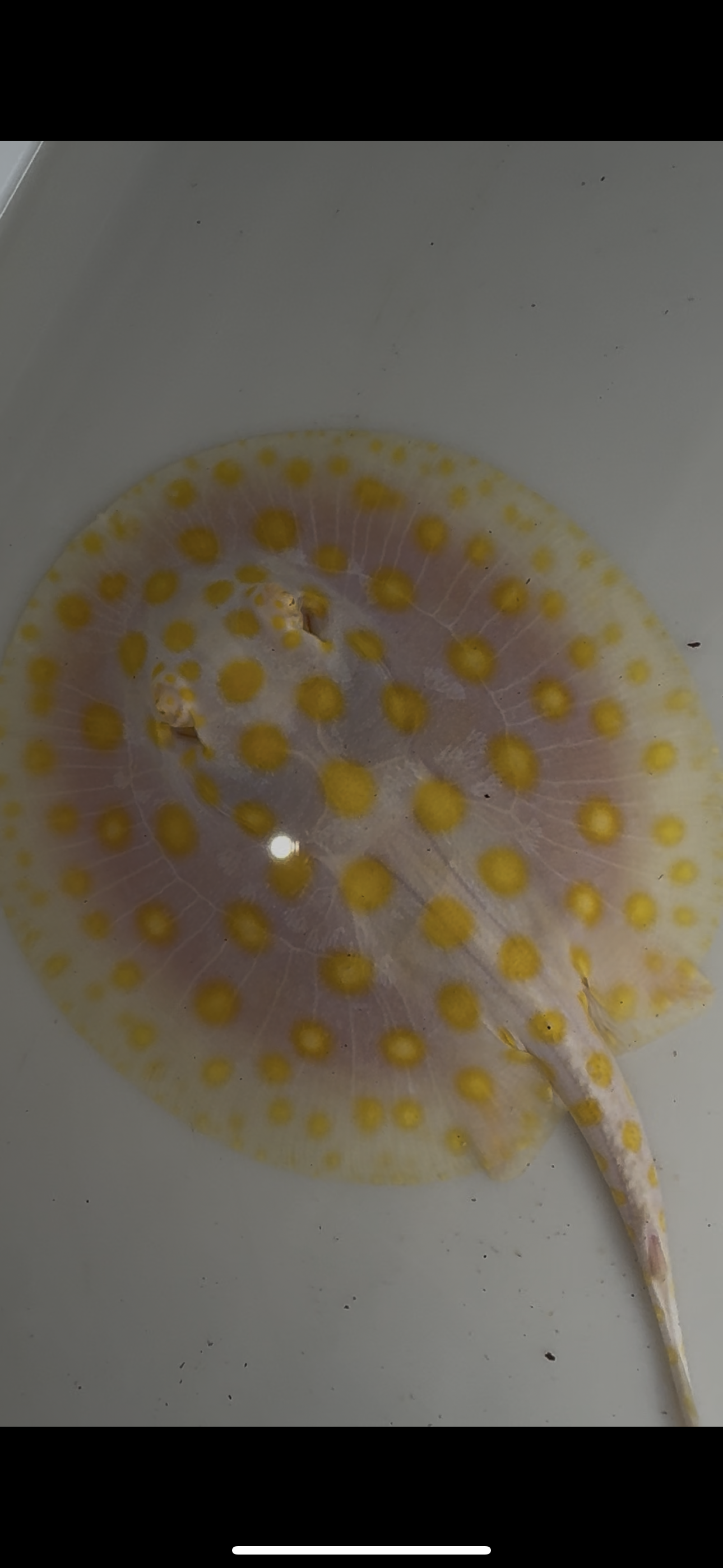 Freshwater stingray black diamond goldenbase albino with paddle tail female 6inch