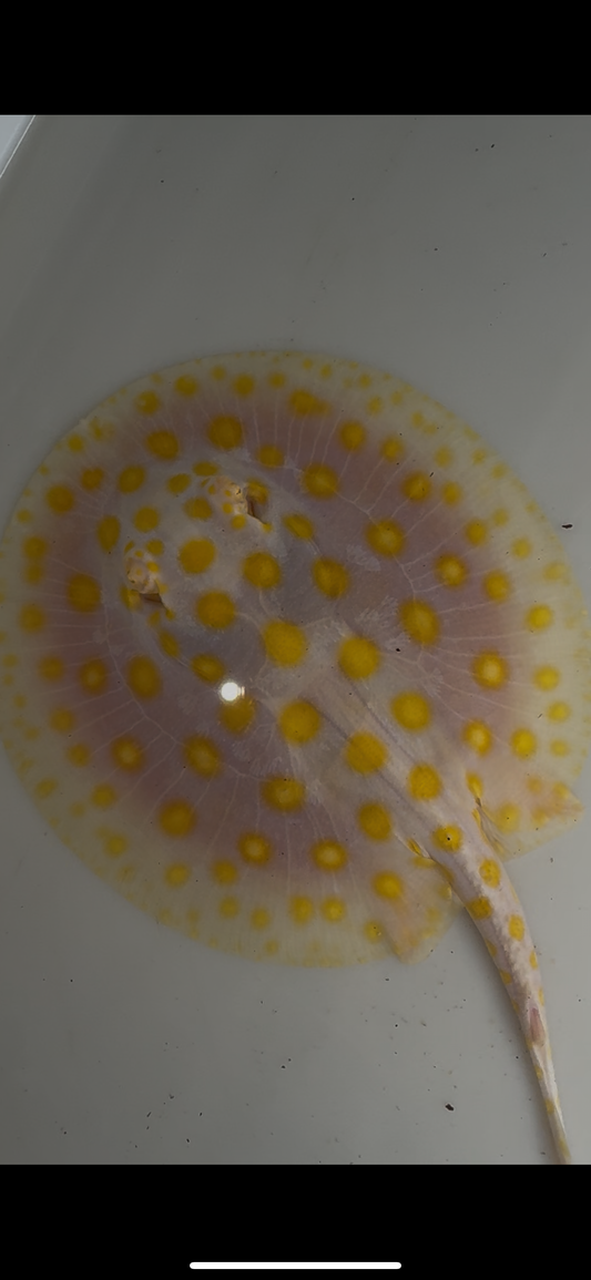 Freshwater stingray black diamond goldenbase albino with paddle tail female 6inch