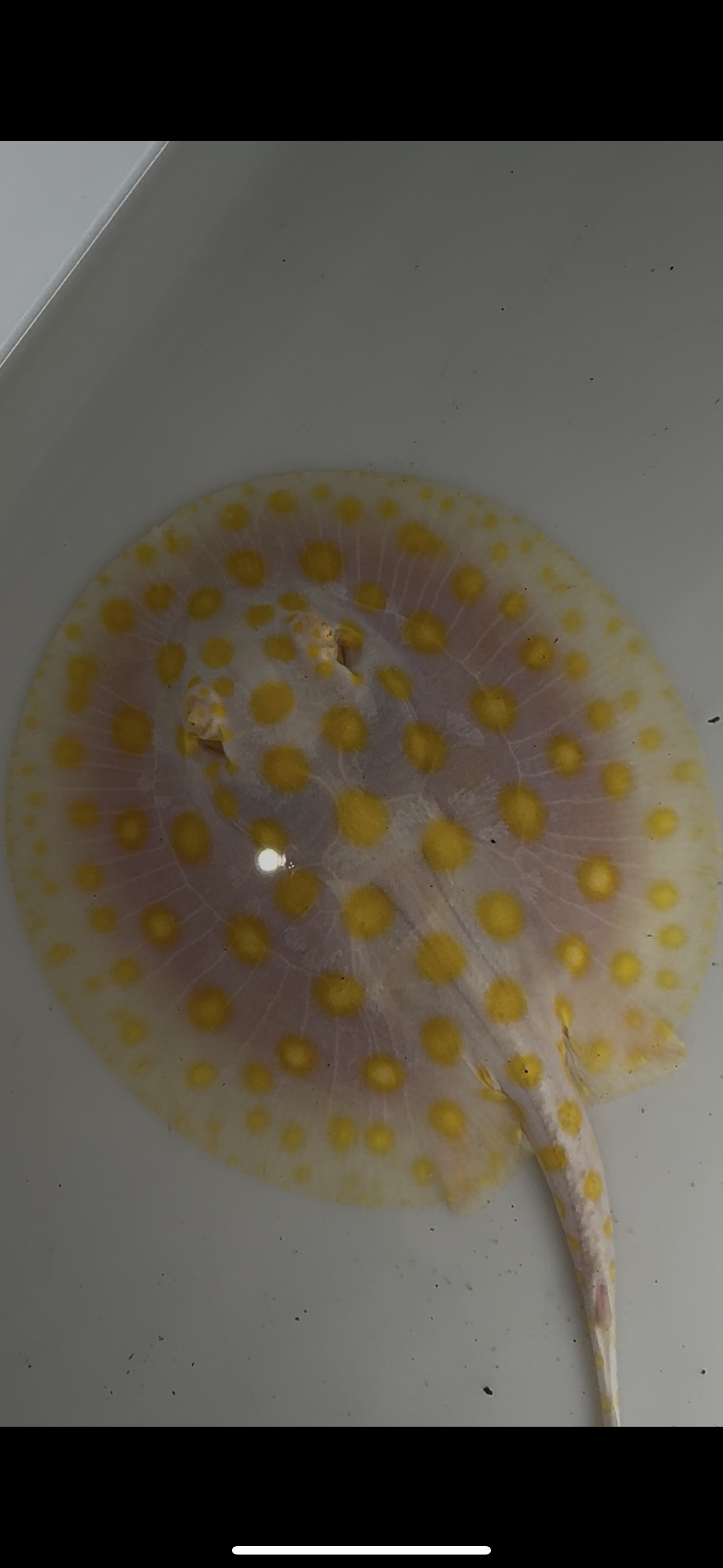 Freshwater stingray black diamond goldenbase albino with paddle tail female 6inch
