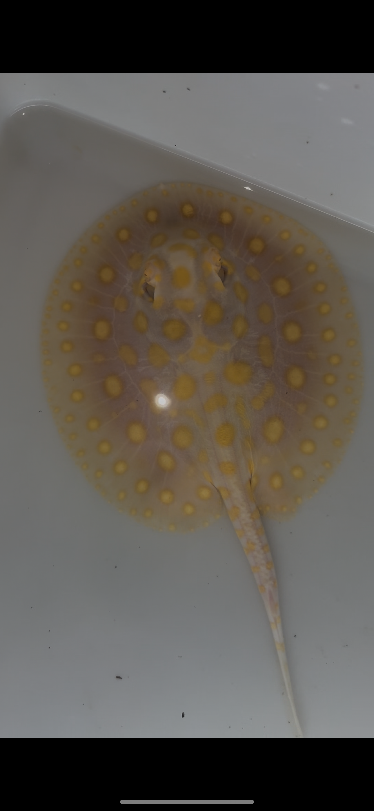 Freshwater stingray black diamond goldenbase albino with paddle tail female 6inch