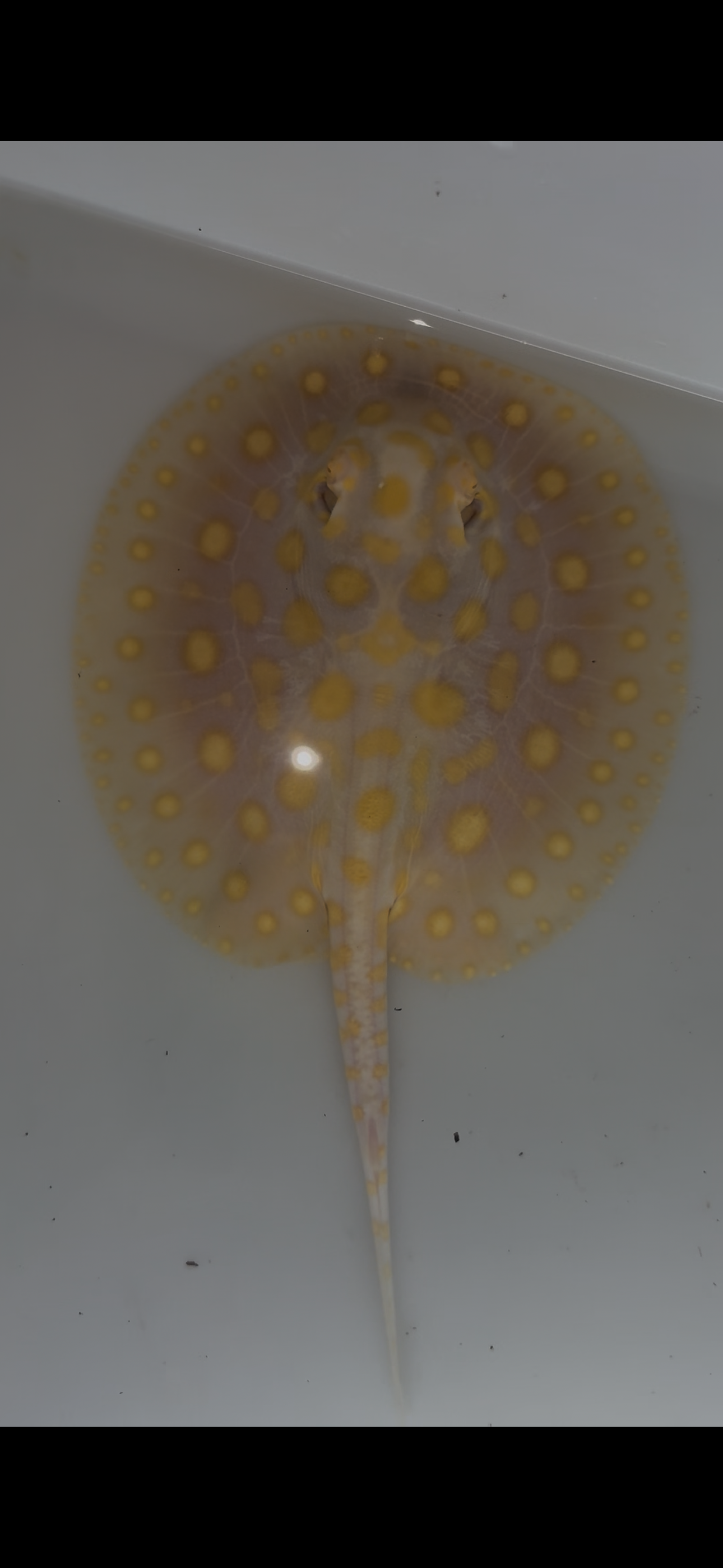 Freshwater stingray black diamond goldenbase albino with paddle tail female 6inch